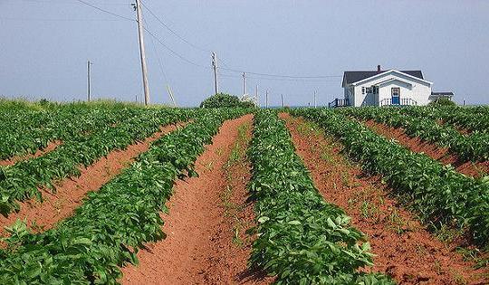 Potato Farm (Aloo Khet)