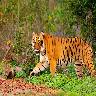 Jim Corbett National Park