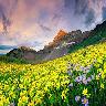 Valley of Flowers