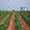 Potato Farm (Aloo Khet)