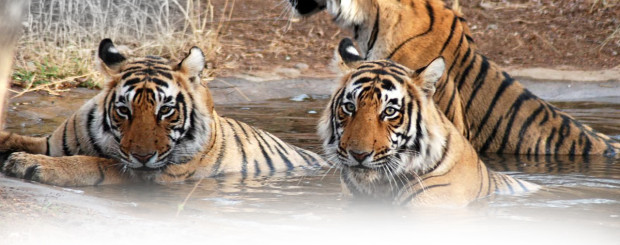 Book Trip to Corbett Tour Travel Packages Holidays Cost