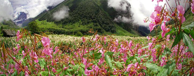Trekking in Valley of Flowers,Trek Uttarakhand,Treks Trekking Packages