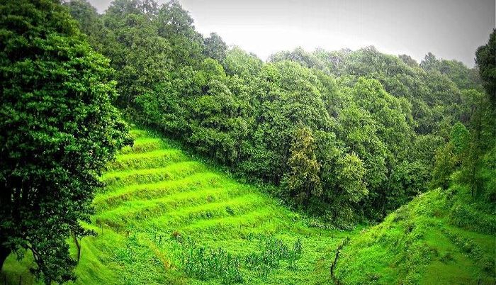 The Best Of Binsar Holiday Plan Tour Packages