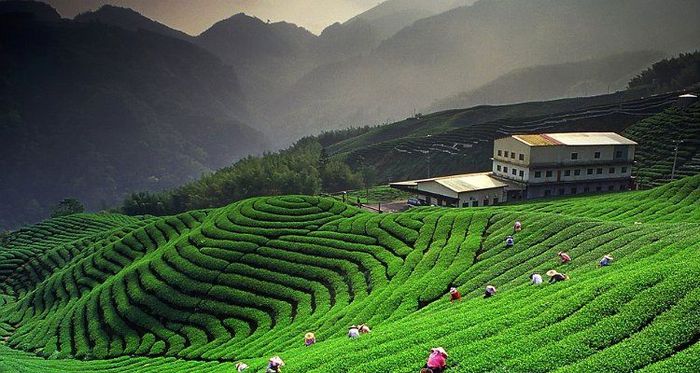 The Best Of Kausani Holiday Plan Tour Packages