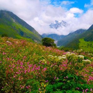 Valley Of Flowers Trek
